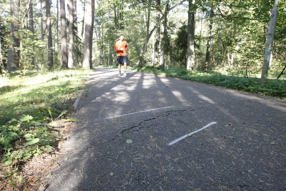 Dviračių taką iškilnojo medžių šaknys