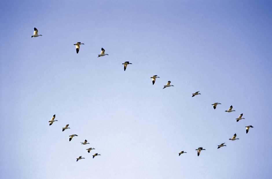 Artėjant pavasarinei paukščių migracijai išauga paukščių gripo rizika