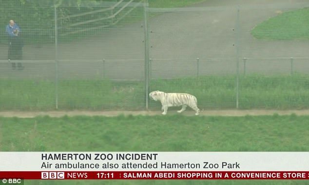 Anglijoje tigras sudraskė zoologijos sodo prižiūrėtoją