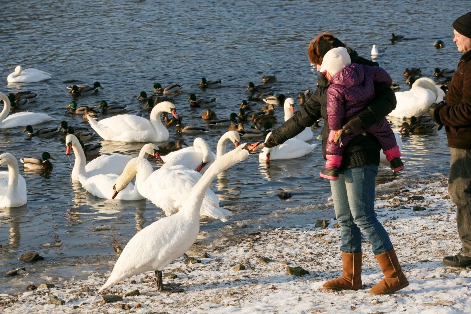 Nemune – įžūlūs vandalai su irklais