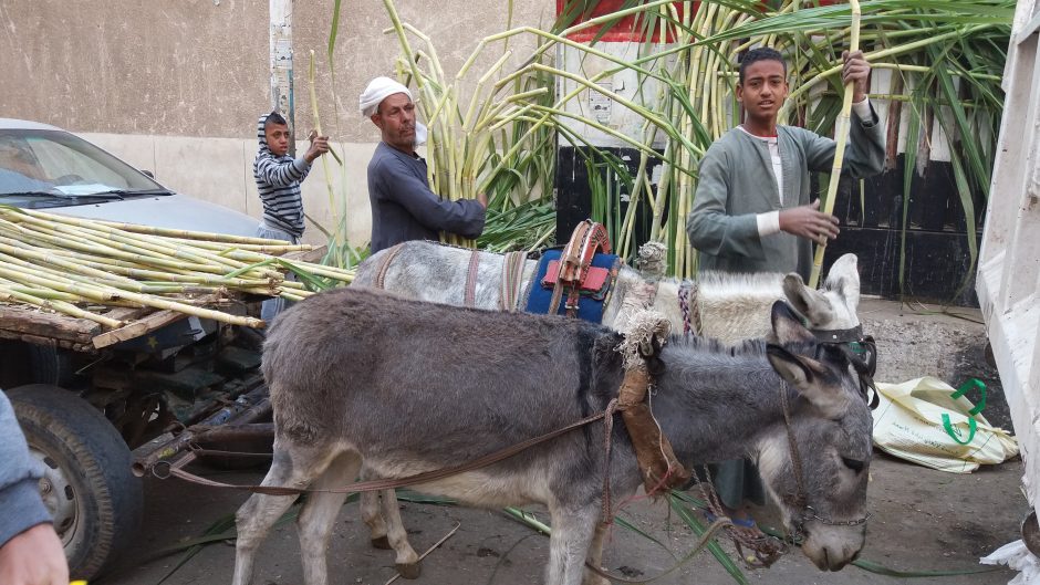 Ten, kur bijo lankytis turistai, išvydo kitą Egipto veidą