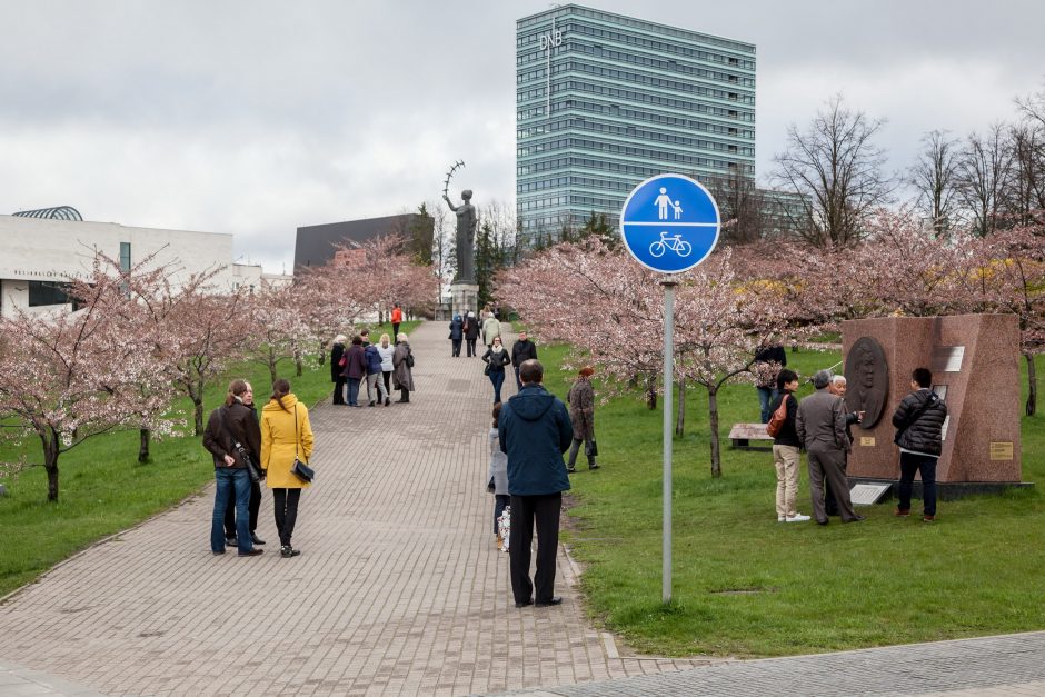 Sužydėjusiam sakurų parkui sostinėje – jau 15 metų