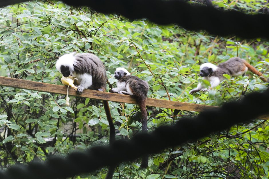 Lietuvos zoologijos sodo puošmena – nykstančios beždžionių rūšies jaunikliai
