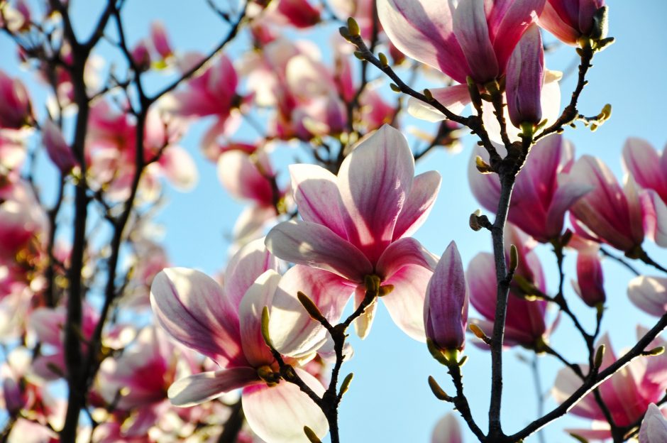 Kodėl Šilutė vadinama magnolijų miestu