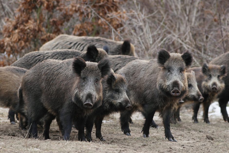 Lietuvoje per savaitę afrikinis kiaulių maras nustatytas 17 šernų
