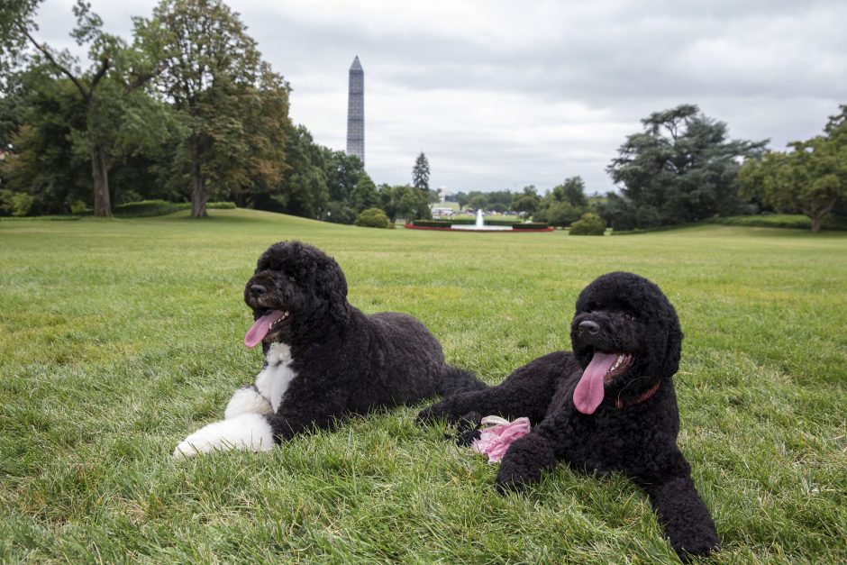 Obamų šuo įkando Baltųjų rūmų viešniai
