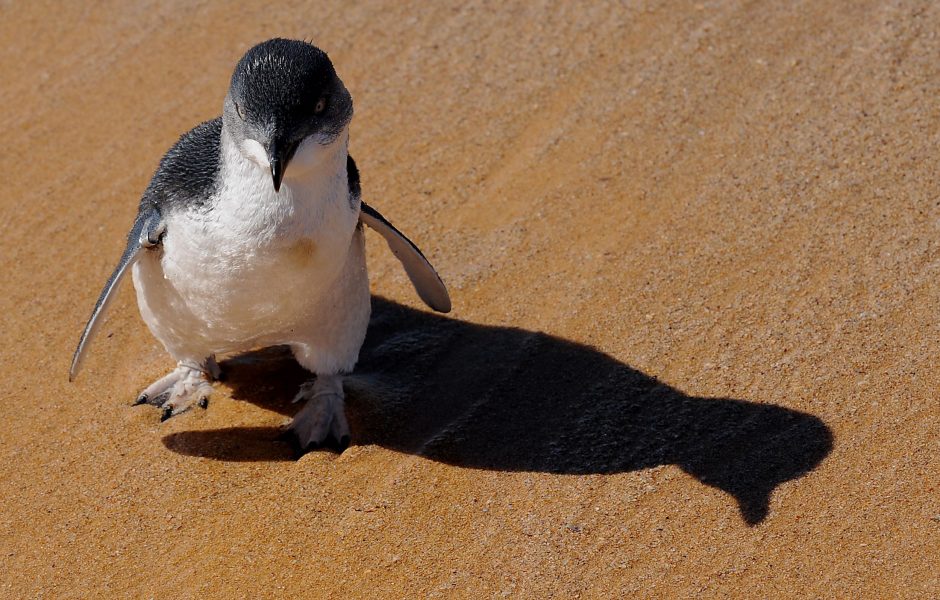 Australijoje šunys sudraskė beveik 60 mažųjų pingvinų