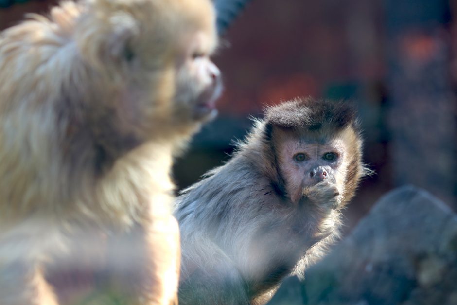 Lietuvos zoologijos sode – vasaros sezono atidarymas (programa)