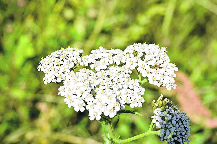 Vaistažolių horoskopas