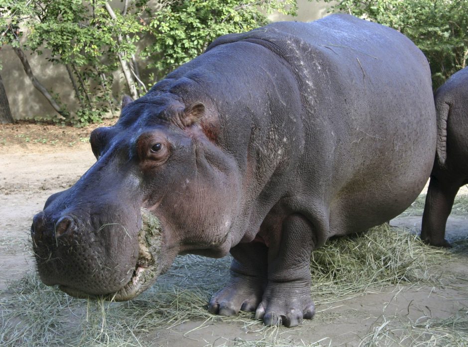 Jeruzalės zoologijos sode nugaišo seniausias nelaisvėje laikytas begemotas