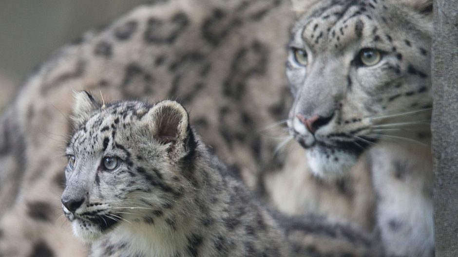 Zoologijos sode nauji gyventojai – jaguarai ir snieginiai leopardai