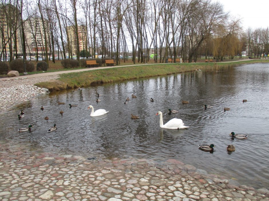 To dar nebuvo: Kalniečių parko tvenkinyje apsigyveno dvi gulbės