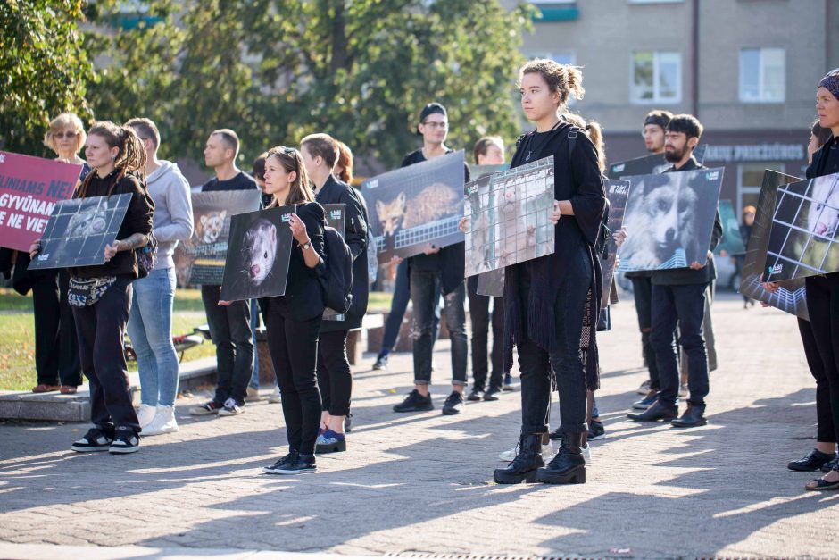 Protestas prie Seimo: parlamentarams parodyti gyvūnų lavonai