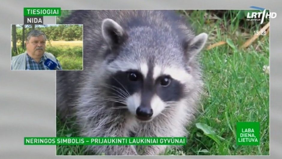 Neringoje atsiradę mielos išvaizdos gyvūnai žmonėms krečia nemielus pokštus