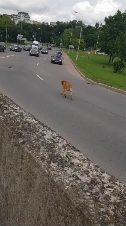 Po sostines gatves blaškosi šuo, padėkite jį sugauti