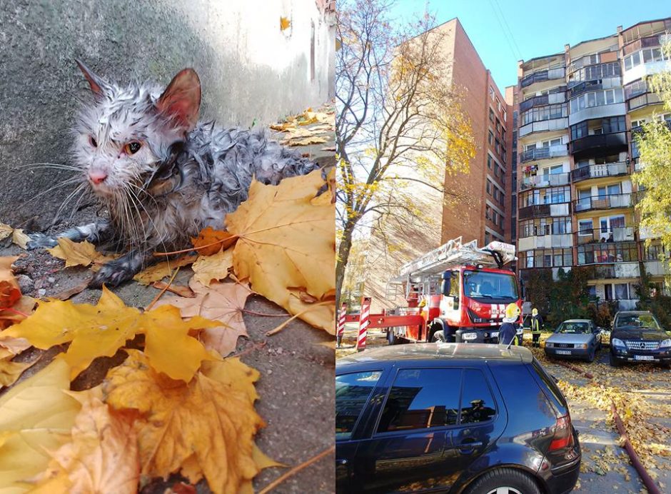 Jautrūs ugniagesiai išgelbėjo sąmonę praradusį katinėlį