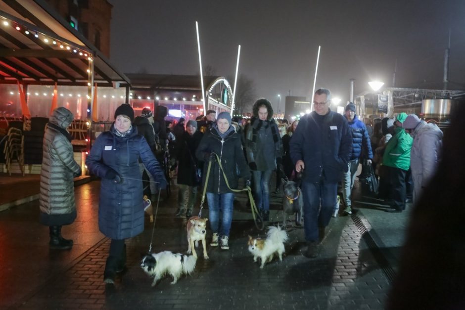 Klaipėdos senamiestyje žygiavo šviečiantys keturkojai