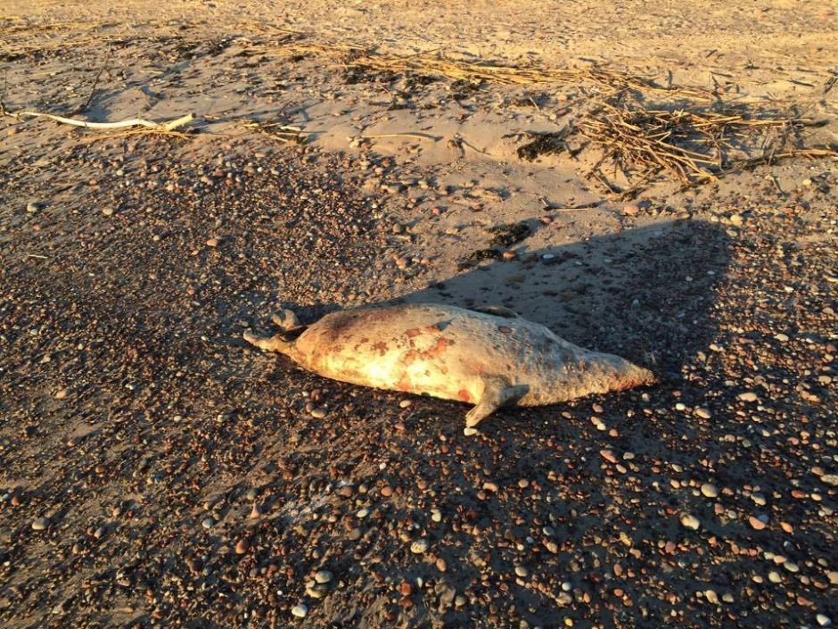 Baltijos jūra gegužę išmetė net 25 negyvus ruonius 