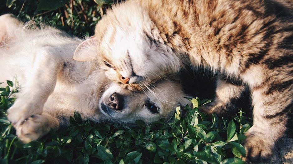 Tyrimas: Šiaurės Lietuva dievina šunis, likusi jos dalis – kates
