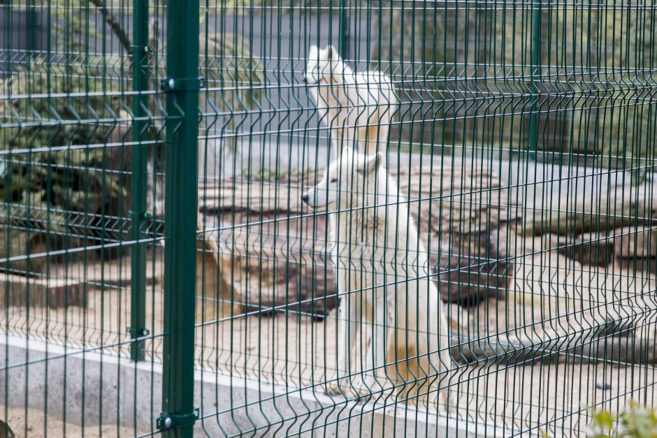 Zoologijos sodo sezono atidarymas: nauji namai vilkams ir burbulų fiesta