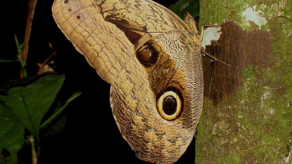 Mimikrijos meistrai drugeliai, mintantys bananais