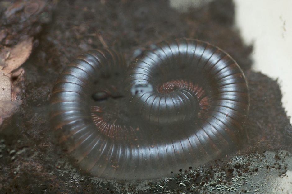 Palangoje – nariuotakojų zoologijos sodas