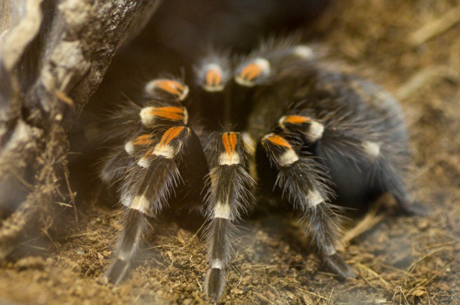 Palangoje – nariuotakojų zoologijos sodas