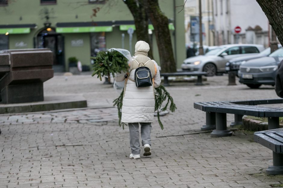 Į kauniečių namus iškeliavo tūkstančiai eglių šakų