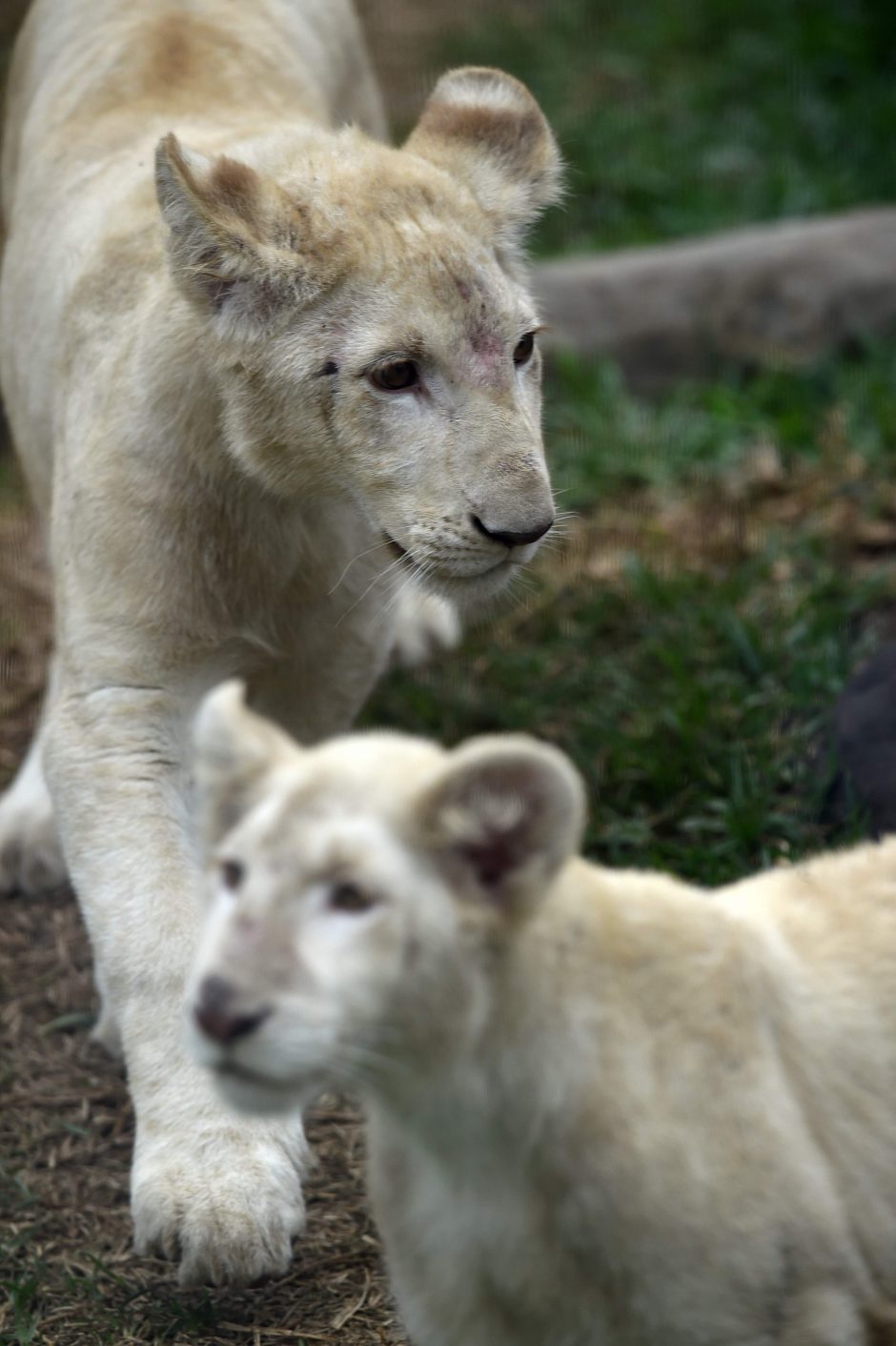 Zoologijos sode pristatyti du itin retų baltųjų liūtų jaunikliai