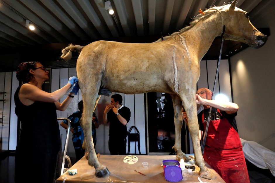 Paryžiuje restauruojama Napoleono žirgo iškamša