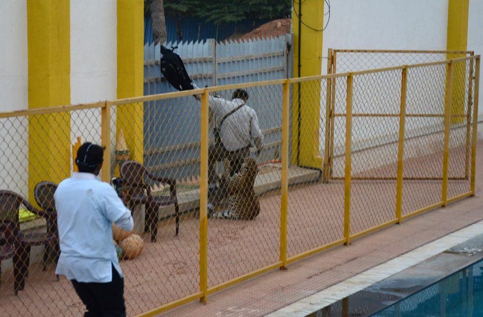Indijoje į mokyklą atklydęs leopardas sužalojo penkis žmones