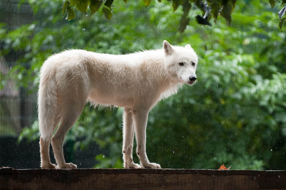 Zoologijos sode skambėjo akordeonų muzika