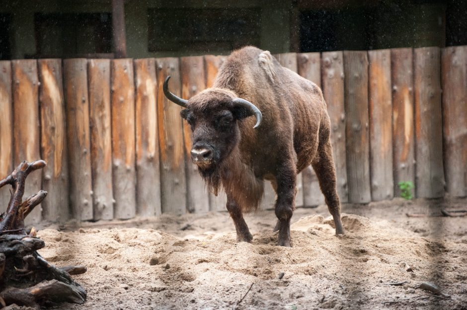 Zoologijos sode skambėjo akordeonų muzika