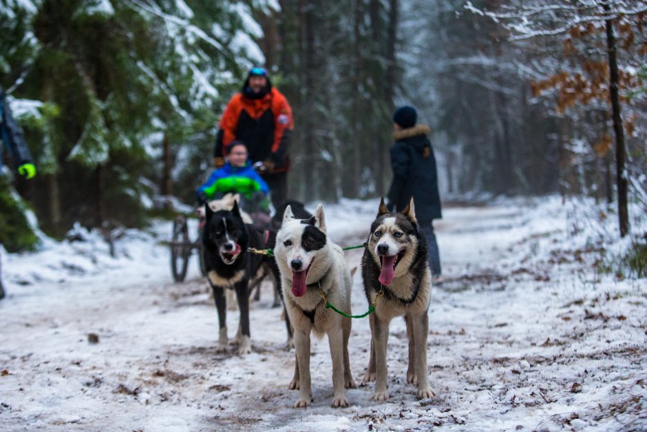 Žiemos pramogos su šunų kinkiniais