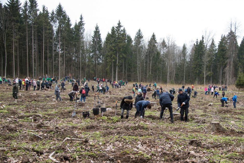 Ąžuolų giraitės „Izraelita” sodinimas