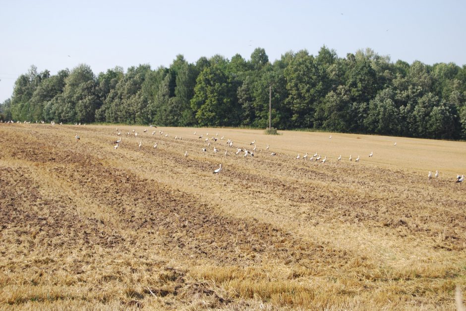 Kokie pavojai tyko išskrendančių žiemoti gandrų?