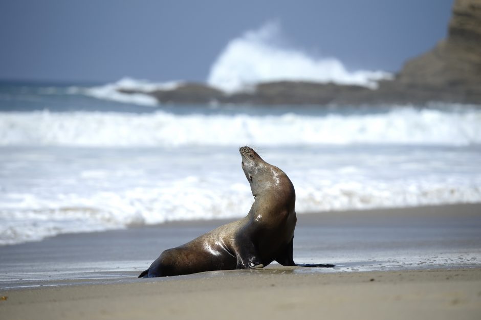 Kalifornijos jūrų liūtai ir ruoniai – pavojuje