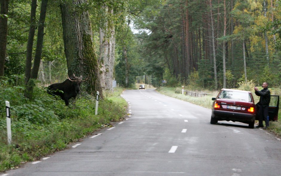 Atsargiai! Laukiniai žvėrys