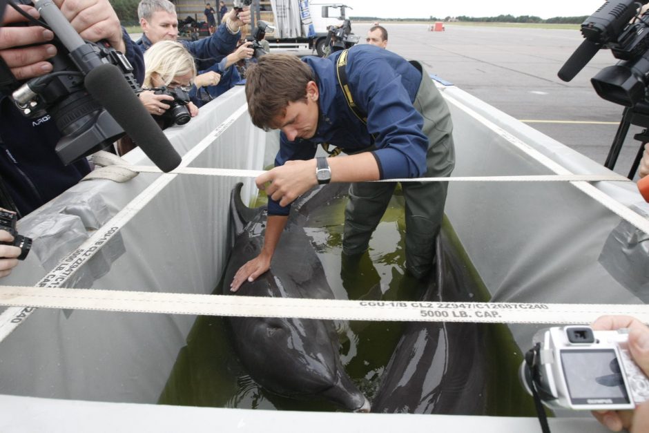 Į Klaipėdos delfinariumą grįžo gyvybė