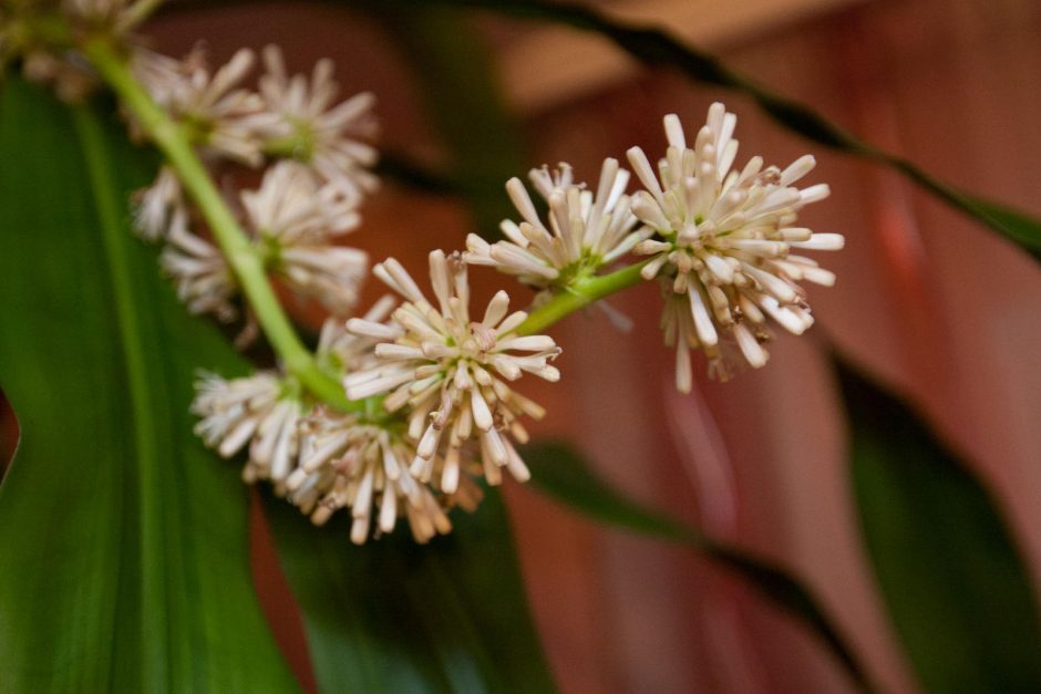 Dracena pražydo po 22 metų