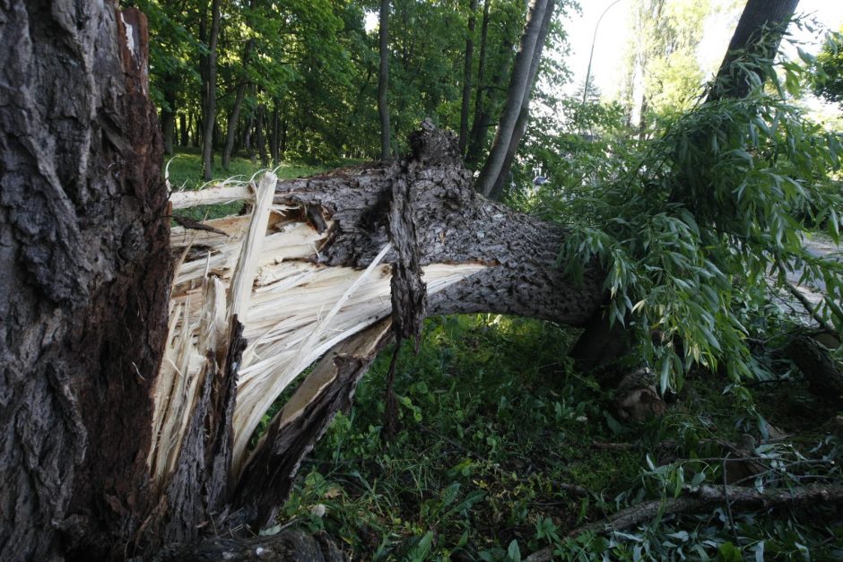 Vilniuje medžio sužalota moteris iš savivaldybės reikalauja 60 tūkst. eurų