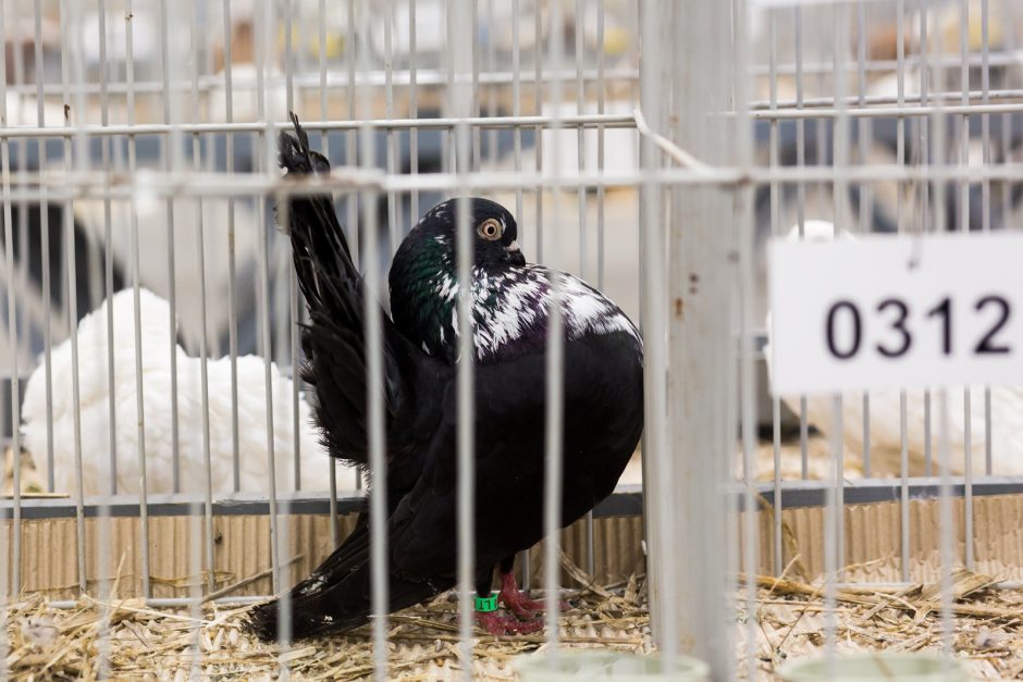 Kaunietis apie sparnuotus taikos simbolius: jie sektinas pavyzdys mums