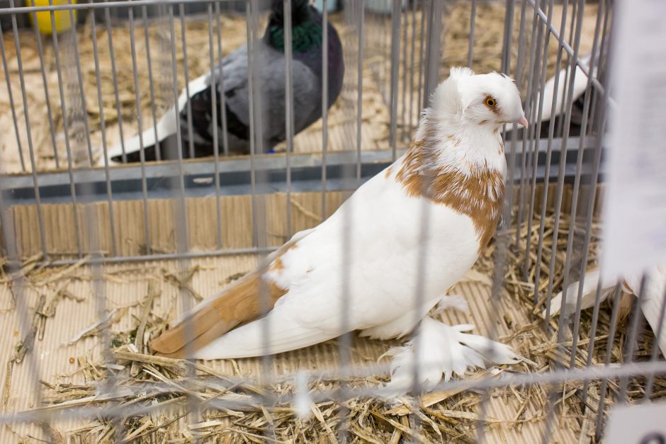 Kaunietis apie sparnuotus taikos simbolius: jie sektinas pavyzdys mums