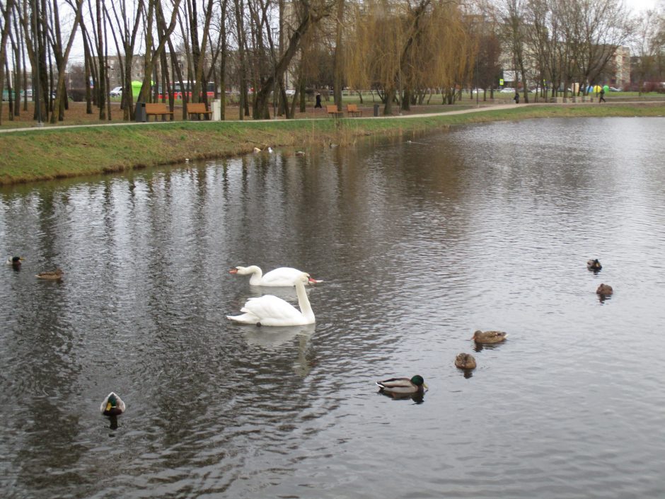 To dar nebuvo: Kalniečių parko tvenkinyje apsigyveno dvi gulbės