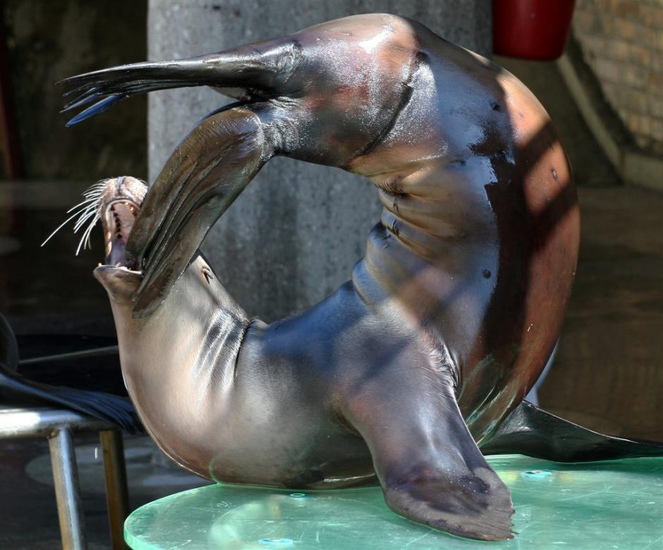 Jūrų muziejuje – nemokami Kalifornijos jūrų liūtų pasirodymai