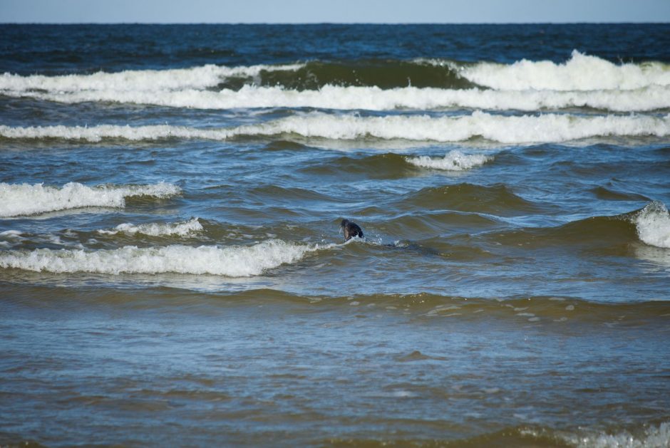 Į Baltijos jūrą paleisti du ruoniukai