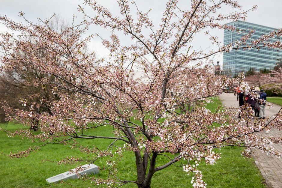 Sužydėjusiam sakurų parkui sostinėje – jau 15 metų