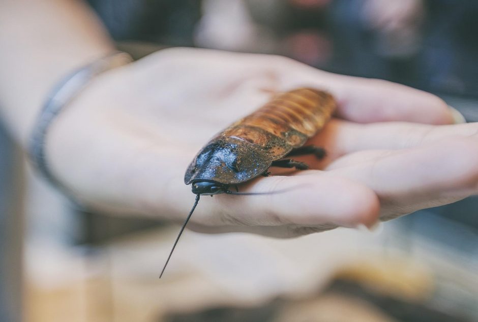 Parodoje „Mokykla“ – išgyvenimo pamokos Marse ir smegenų treniruotės