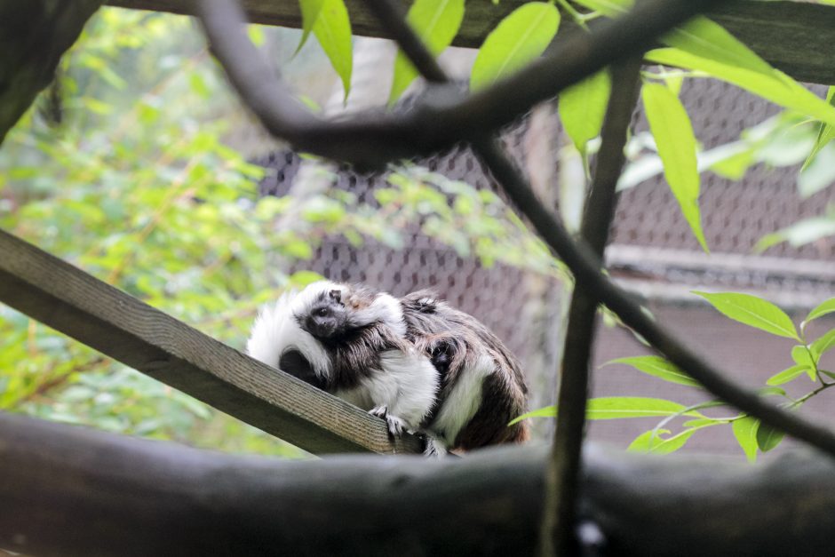 Lietuvos zoologijos sodo puošmena – nykstančios beždžionių rūšies jaunikliai