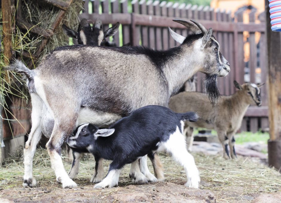 Suskaičiuokime jauniklius Lietuvos zoologijos sode